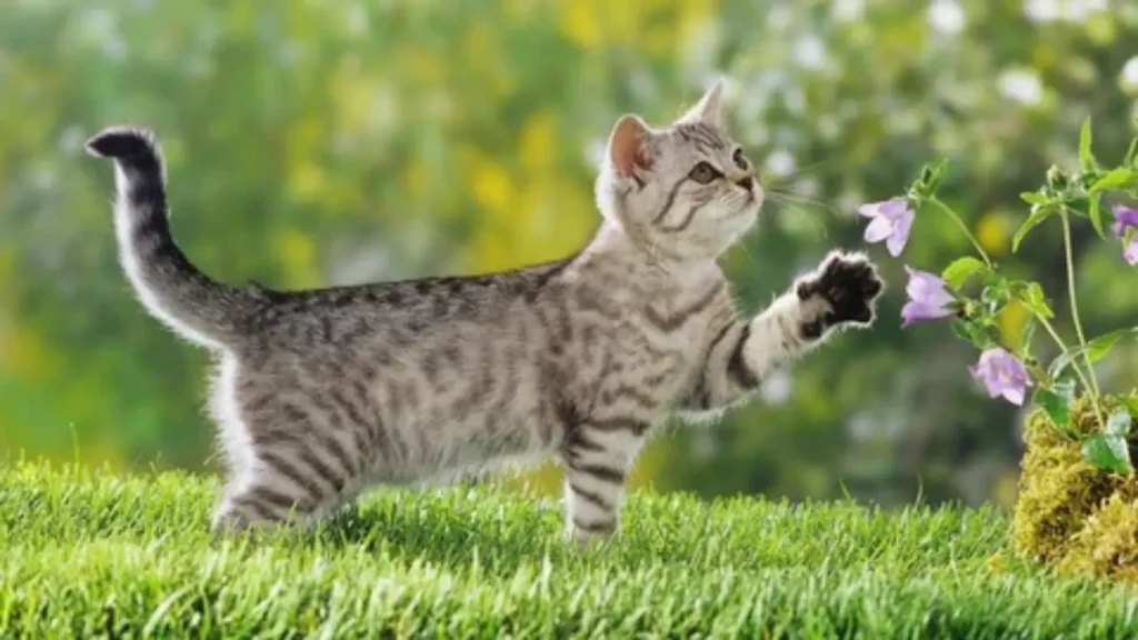 cat pick up lines