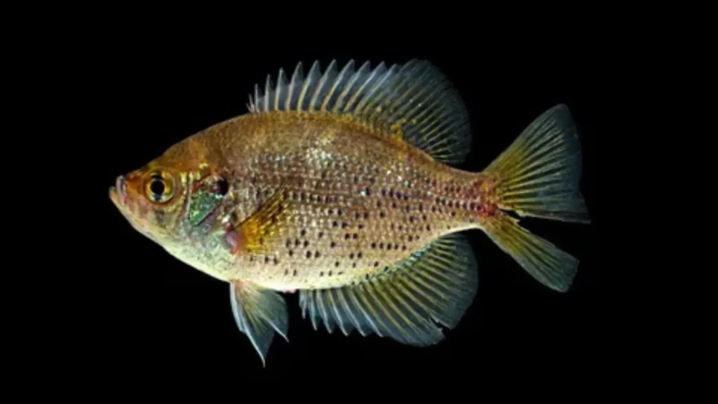 fish pick up lines