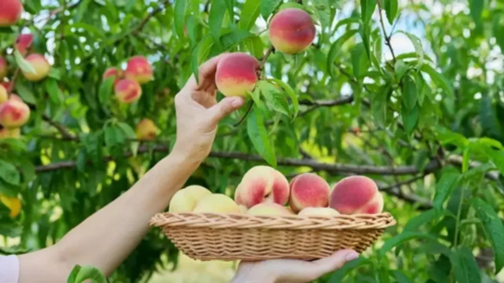 fruit pick up lines