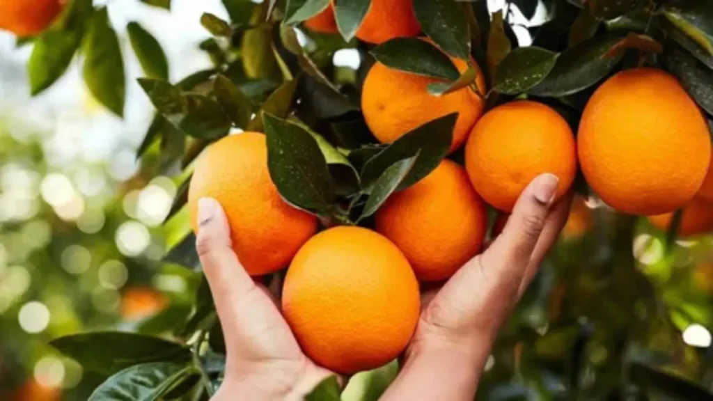 fruit pick up lines